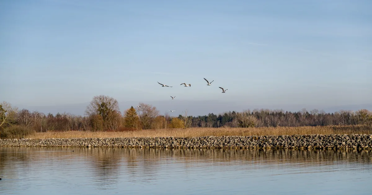 Ptaki lecące nad jeziorem, symbol wolności kojarzonej z liczbą 1616