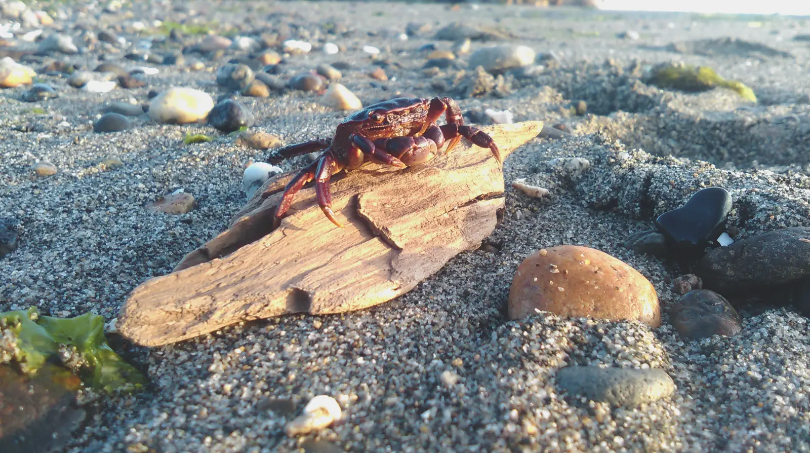 Czerwony krab na wyrzuconym przez morze drewnie na plaży – symbol znaku zodiaku Rak
